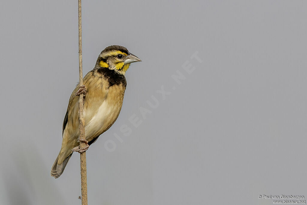 Black-breasted Weaver