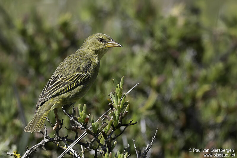 Tisserin du Cap femelle adulte