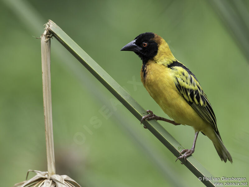 Village Weaver male adult