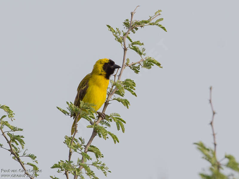 Tisserin minule mâle adulte, habitat, pigmentation