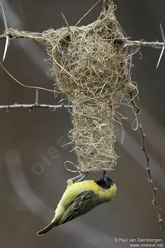 Little Weaver male adult