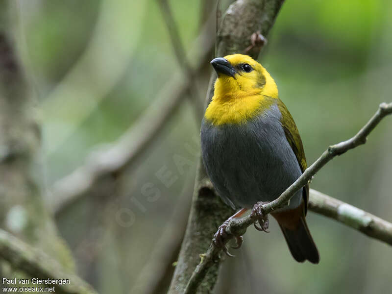 Nelicourvi Weaver female adult, close-up portrait