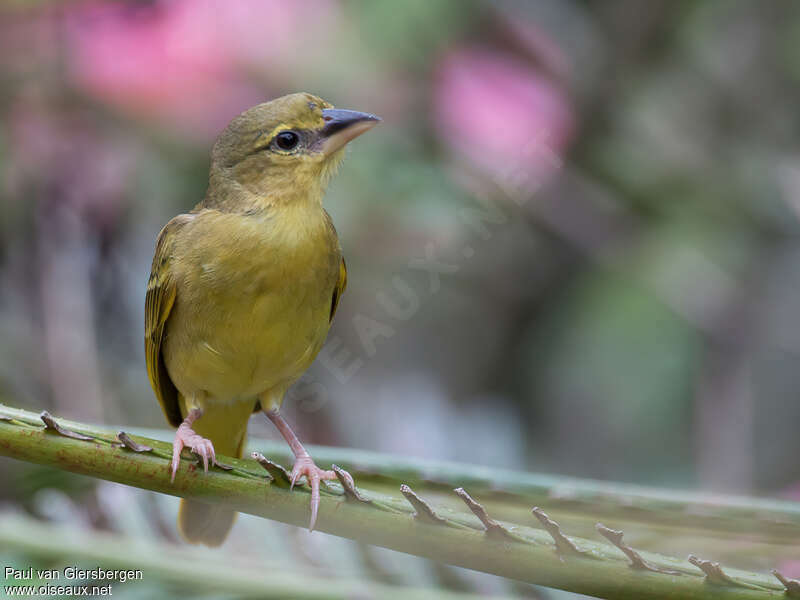 Golden Palm Weaver female First year, identification