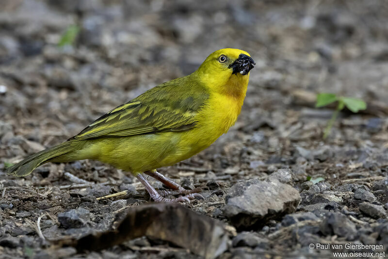 Holub's Golden Weaver male adult breeding