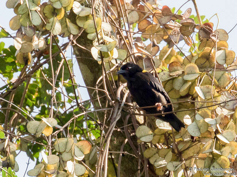 Yellow-mantled Weaver