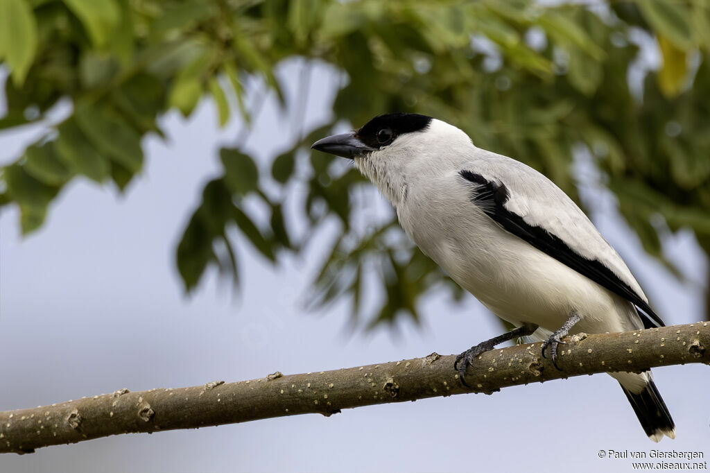 Tityre à tête noire mâle adulte