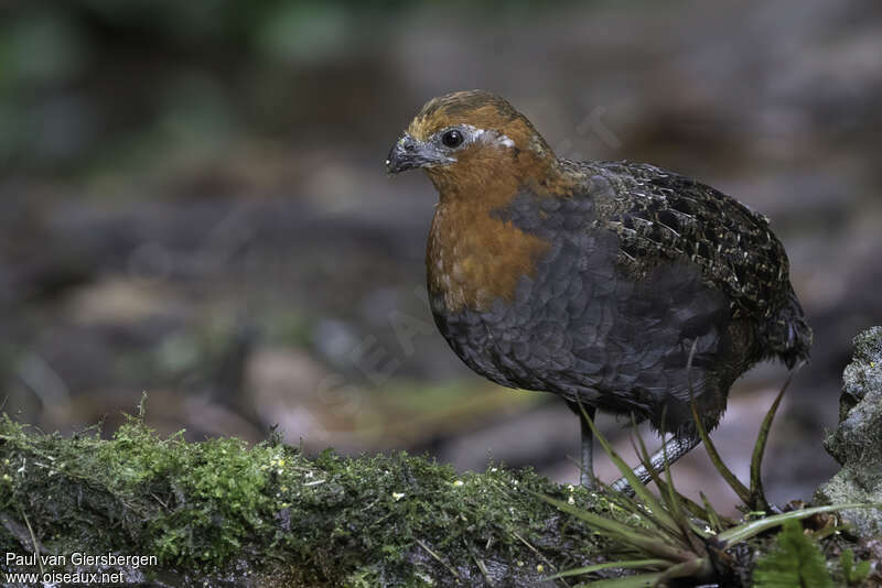 Chestnut Wood Quail female adult, identification