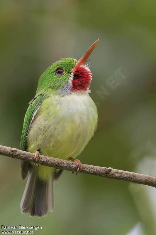 Jamaican Todyadult, identification