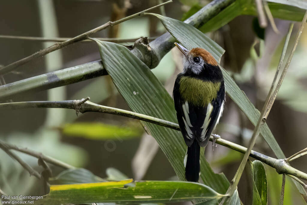 White-cheeked Tody-Flycatcher