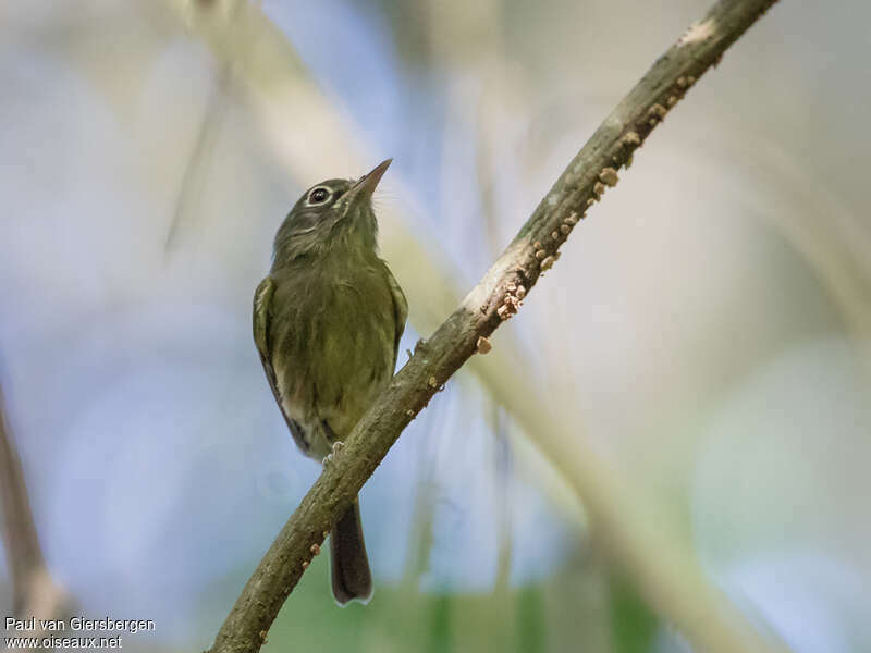 Eye-ringed Tody-Tyrantadult