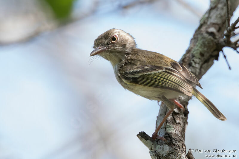 Pearly-vented Tody-Tyrantadult