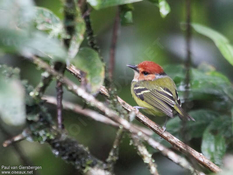 Rufous-crowned Tody-Flycatcher