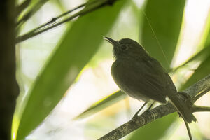 Todirostre flammulé