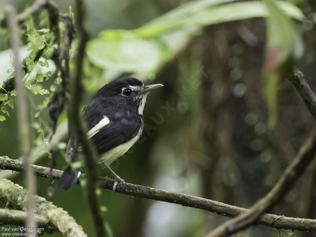Black-and-white Tody-Flycatcher