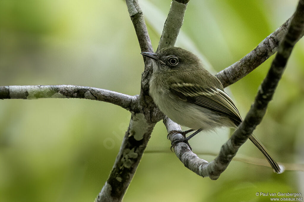 White-eyed Tody-Tyrantadult