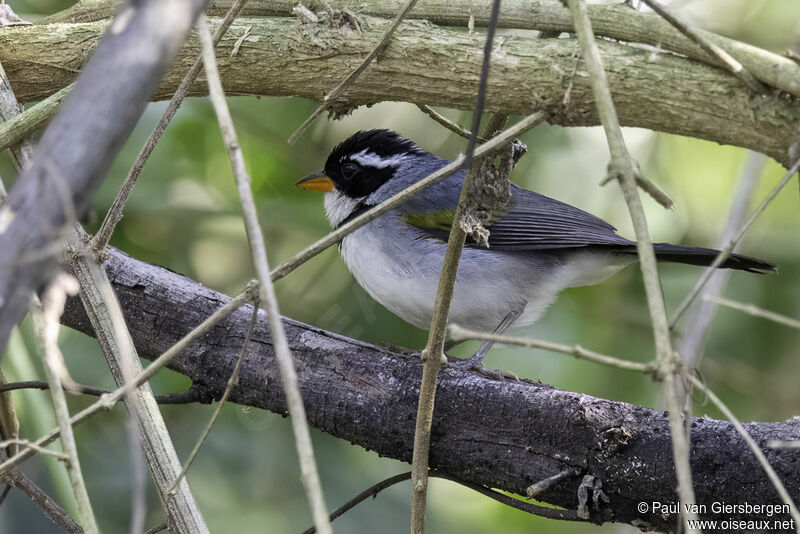 Saffron-billed Sparrowadult