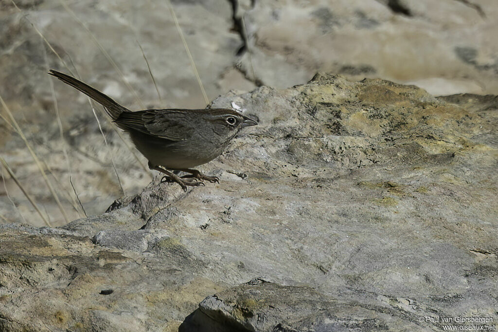 Rufous-crowned Sparrow