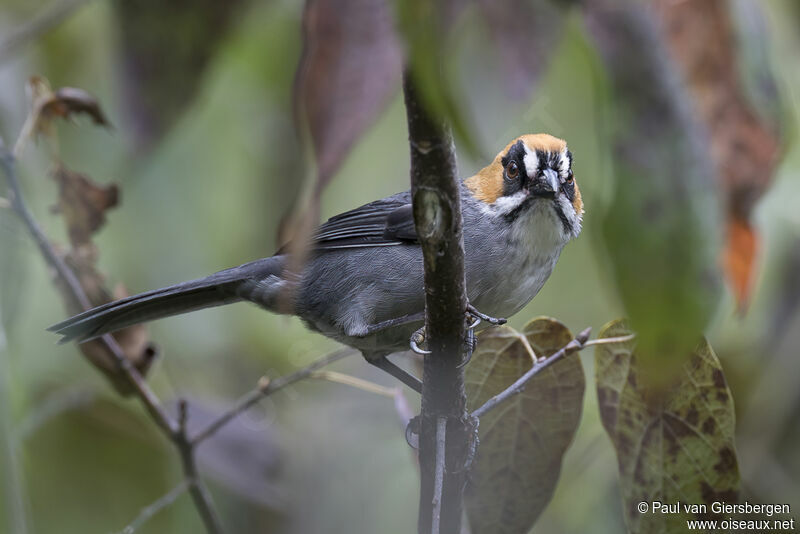 Black-spectacled Brushfinchadult