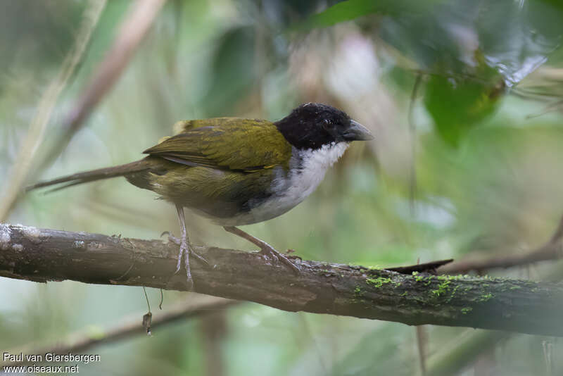 Black-headed Brushfinchadult, identification