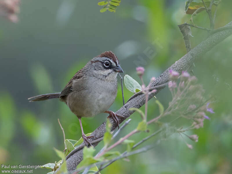 Oaxaca Sparrow