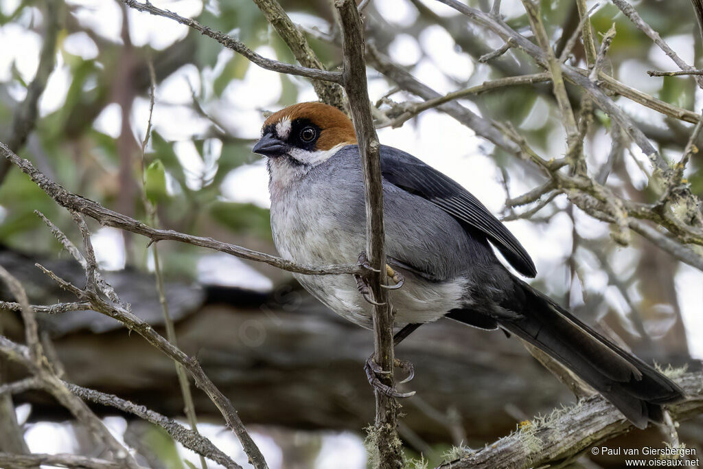 Tohi de Forbesadulte