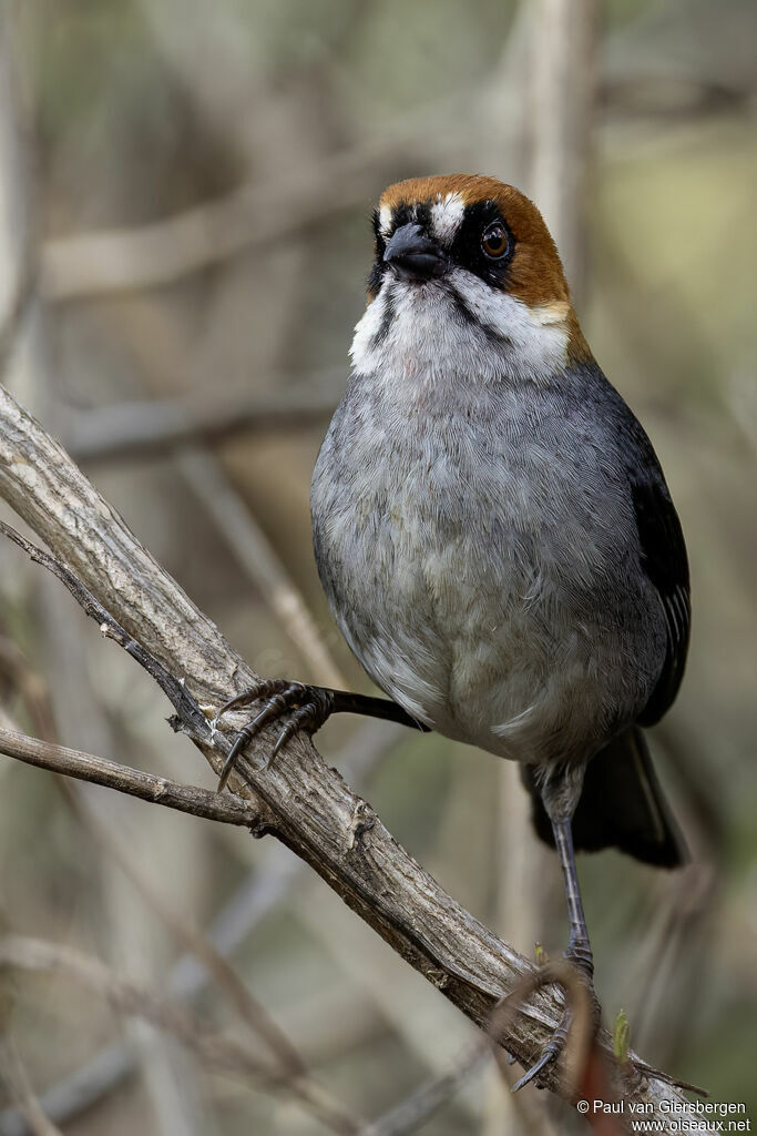 Tohi de Forbesadulte