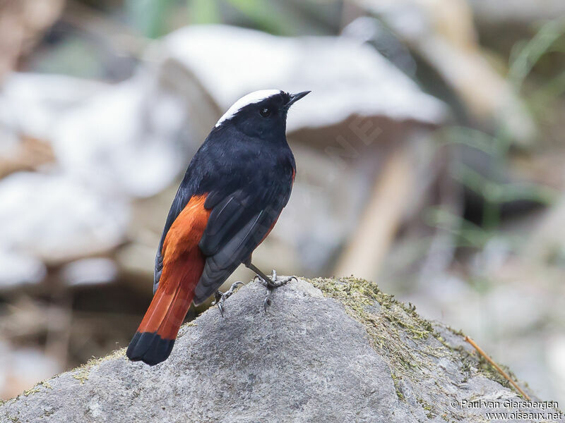 White-capped Redstart