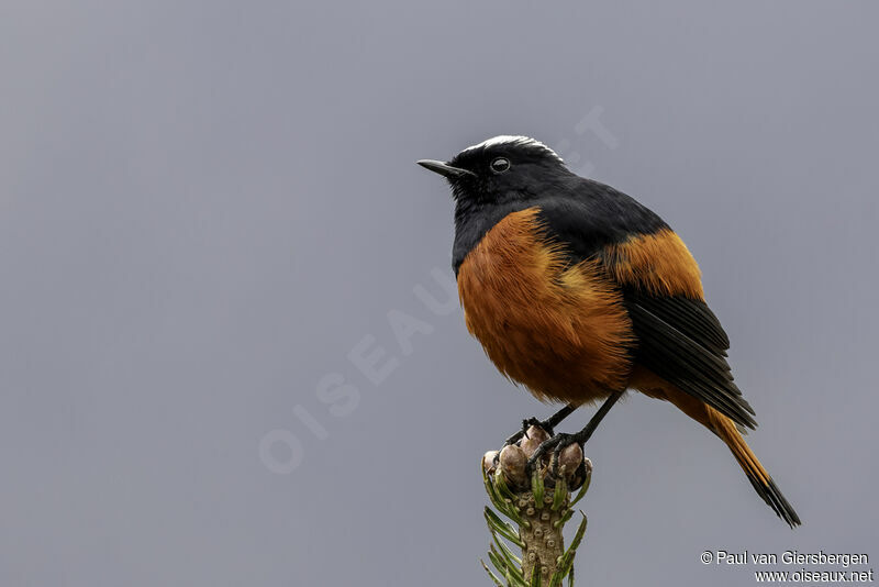 White-capped Redstartadult