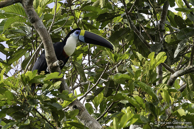 Toucan à bec rougeadulte