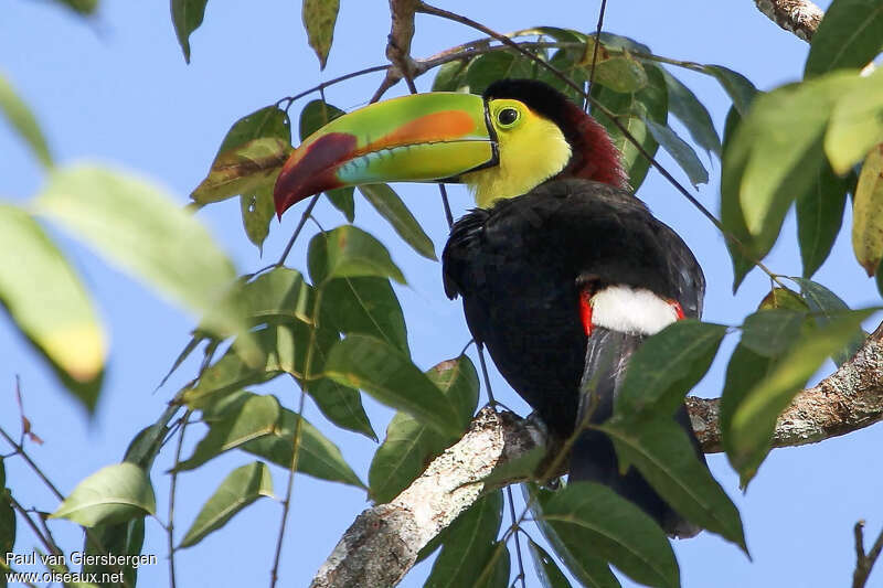 Toucan à carèneadulte, habitat, pigmentation