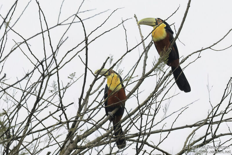 Toucan à ventre rougeadulte