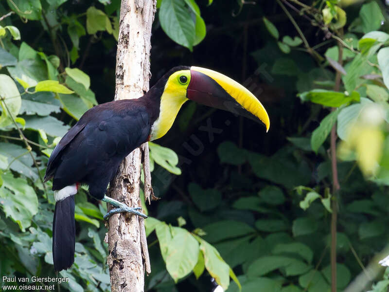 Yellow-throated Toucanadult, identification