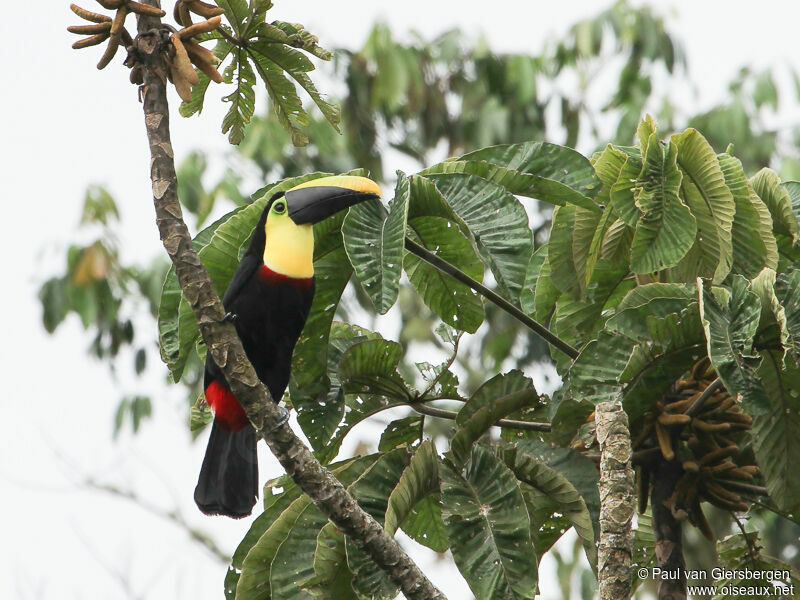 Toucan tocard, habitat, pigmentation