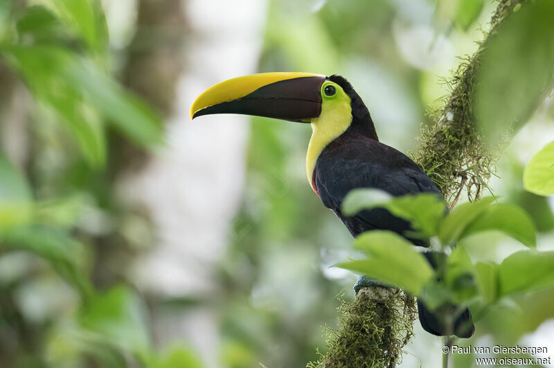 Yellow-throated Toucanadult