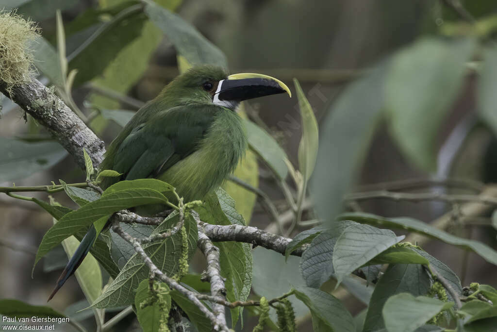 Toucanet à gorge blanche