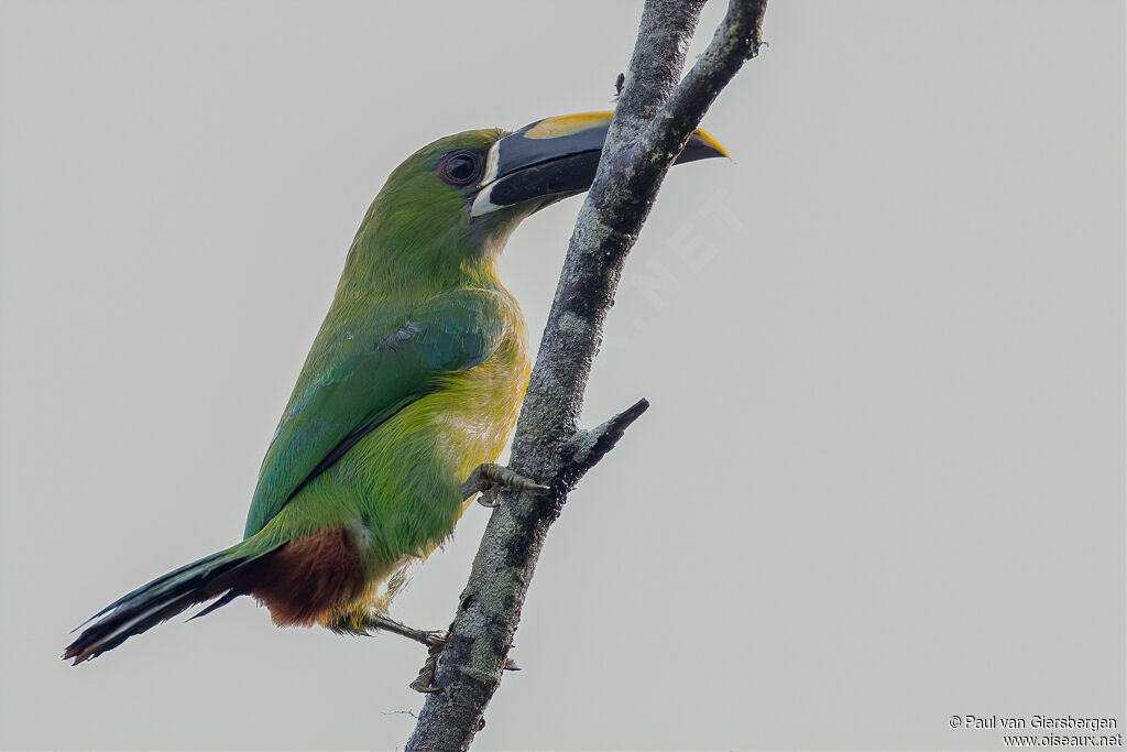 Toucanet à gorge blanche
