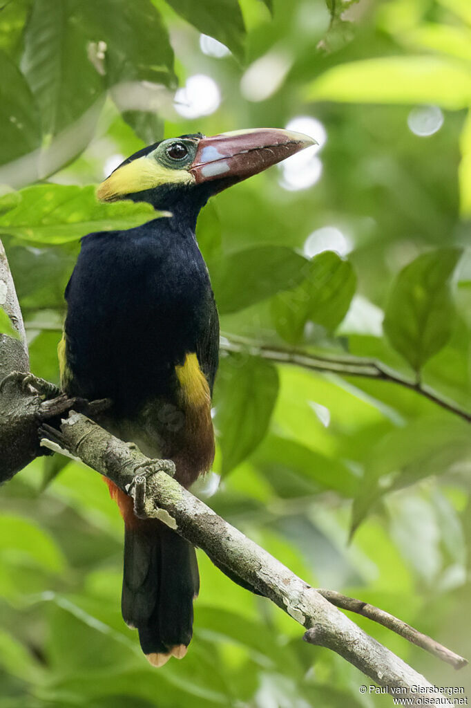Toucanet de Nattereradulte