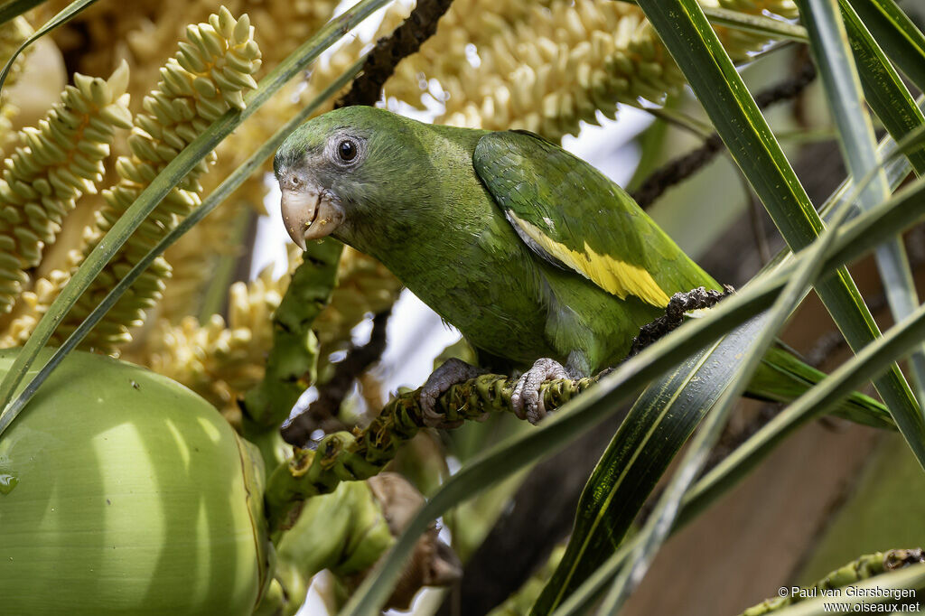 White-winged Parakeetadult