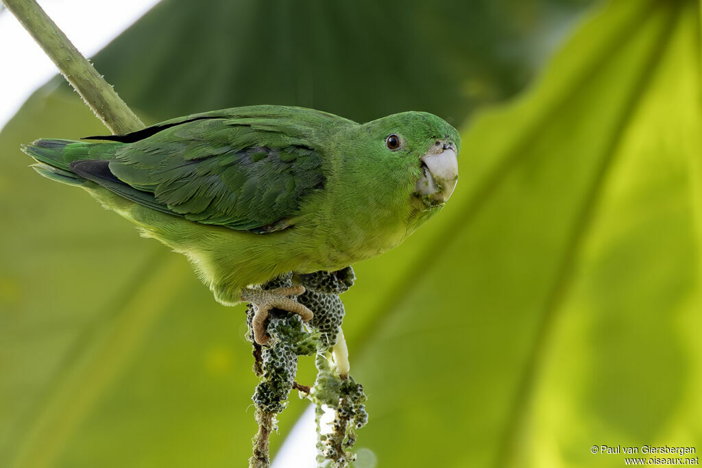 Riparian Parrotletadult