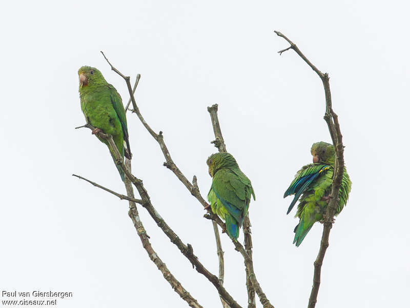 Cobalt-winged Parakeetadult, pigmentation