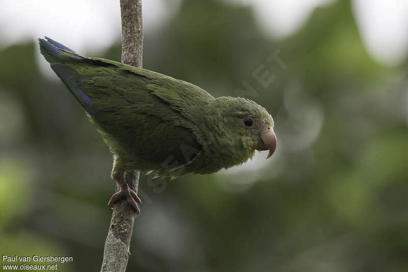 Cobalt-winged Parakeetadult, identification