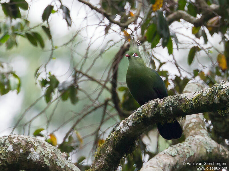 Touraco de Livingstone