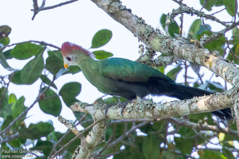 Red-crested Turaco