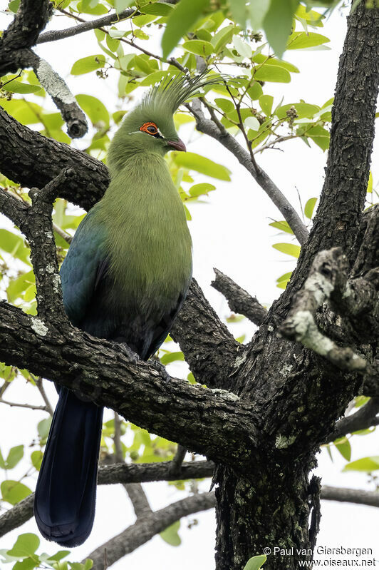 Schalow's Turaco