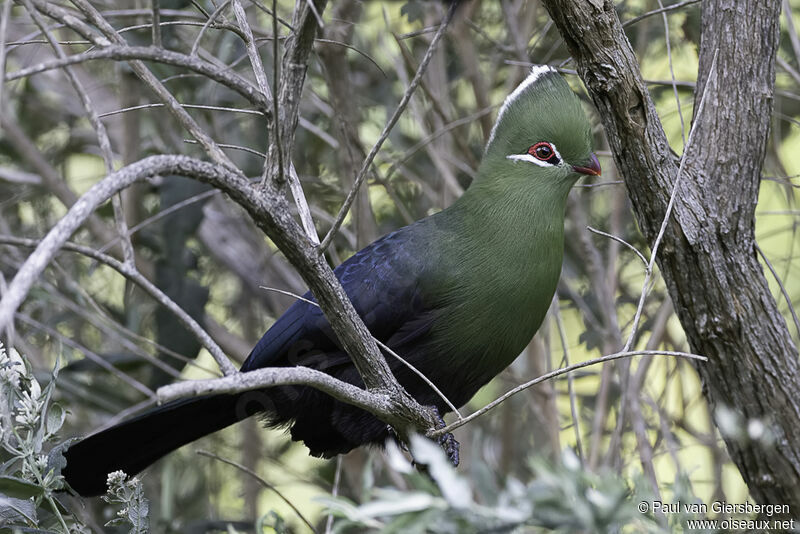 Touraco louriadulte