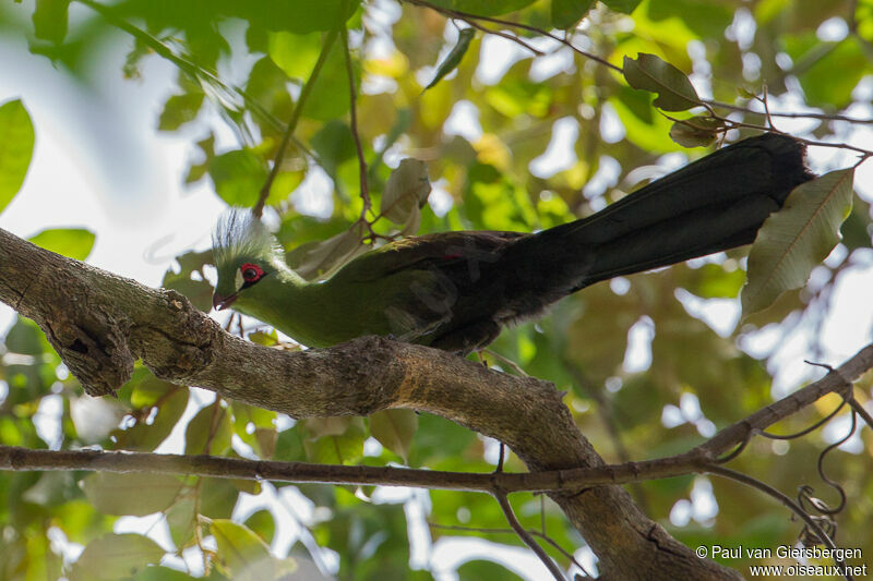 Guinea Turaco