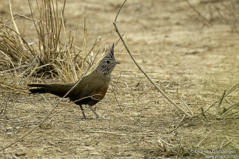 Crested Gallitoadult