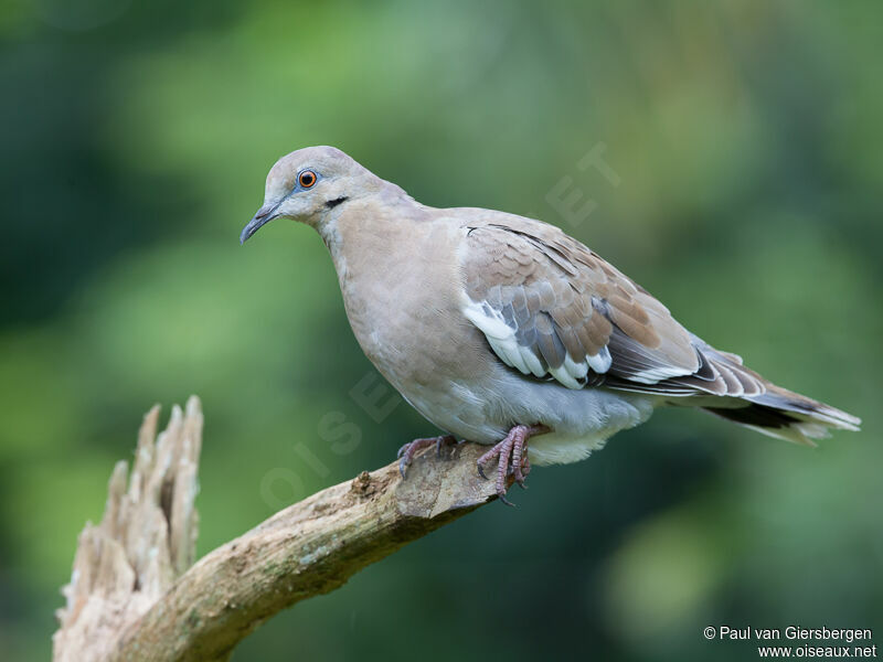 White-winged Dove