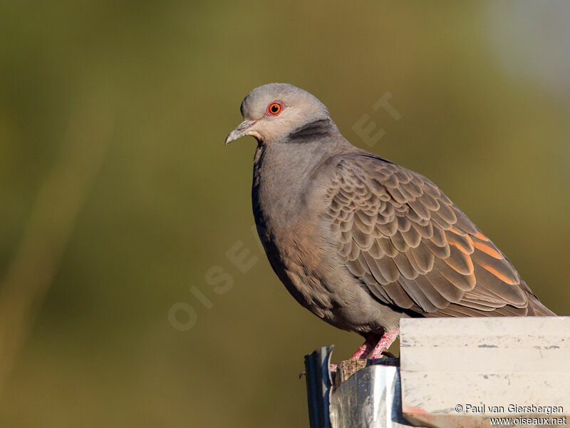 Dusky Turtle Dove