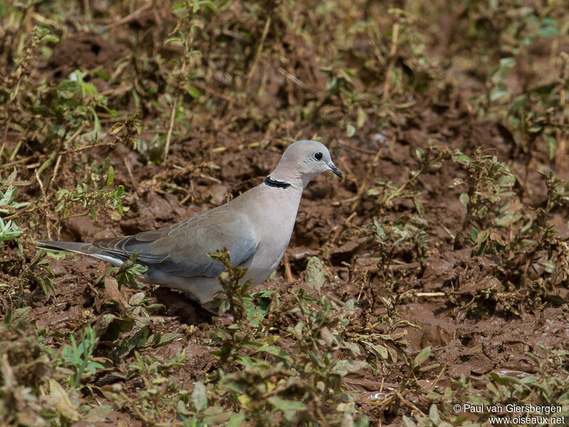 Ring-necked Dove